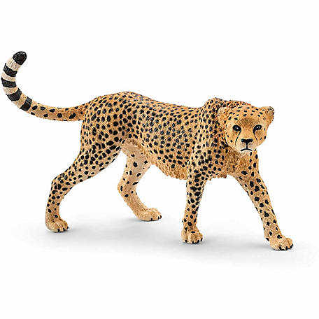 cheetah